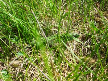 The green and imperceptible lizard in a green grass