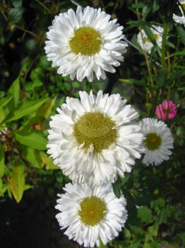 The image of beautiful and bright white asters