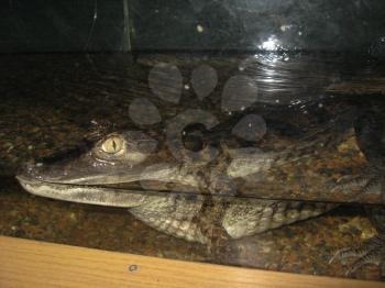 The image of small crocodile behind glass in a zoo