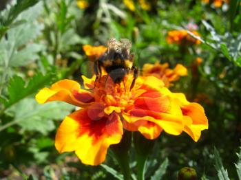 the bumblebee in a flower of beautiful lilac tagetes