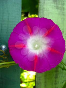 beautiful flower of ipomoea is very motley