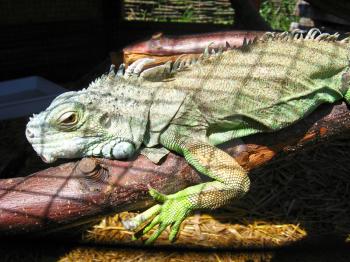 the image of green big iguana in zoo