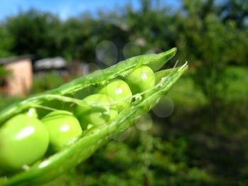the image of grains of peas on a green background