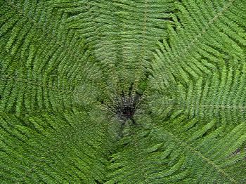 The image of nice pattern from leaves of fern