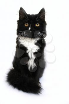 The image of black cat isolated on the white background