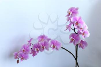 The image of beautiful branch of a blossoming orchid