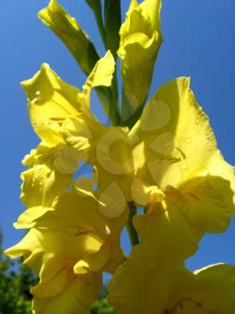 the big and beautiful flower of yellow gladiolus