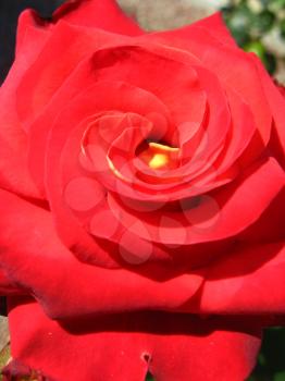 the image of beautiful flower of gentle red  rose