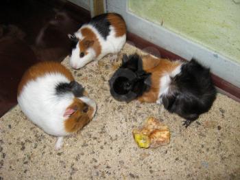 the image of little beautiful multi-coloured guinea-pigs
