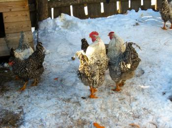 A pair of cocks in the yard on the snow