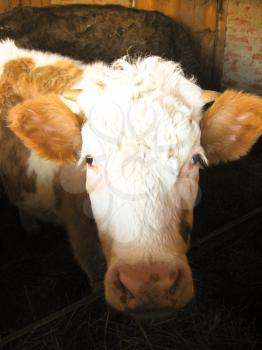 The image of young cow living on a farm