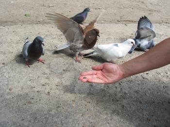 The image of hand feeding the pigeons