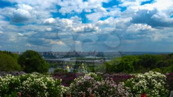 Fine bushes of a lilac on a background of city of Kyiv