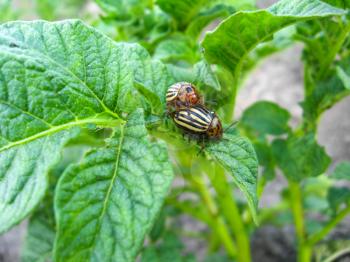 a pair of colorado gluttonous bugs sitting on a leaf of a potato
