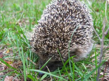 Photo of the small hedgehog in a green grass