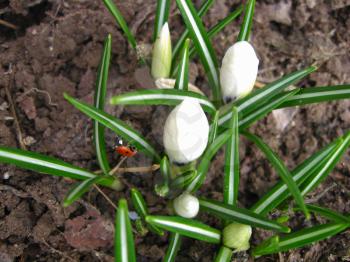 The image of some white blossoming crocuses and little ladybird