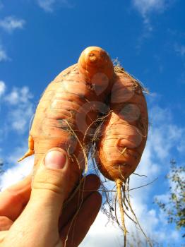 The image of unusual orange carrot on the background of blue sky