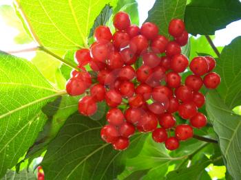 The image of cluster of a red ripe guelder-rose