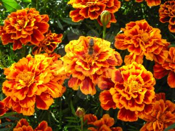 beautiful flowers of motley and velvet tagetes