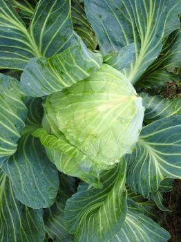 The image of big head of ripe and green cabbage