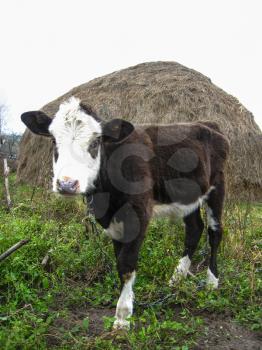 the image of calf standing on the field