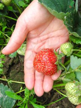 The image of berry of strawberries in hand