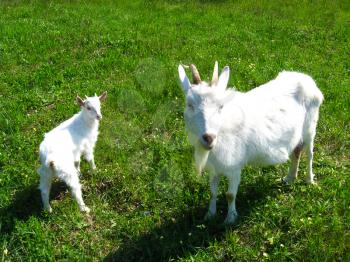 Goat and kid on the green pasture