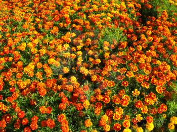 the bad of beautiful flowers of motley and velvet tagetes
