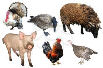 domestic animals and birds pig,turkey,goose,ram and hen on the white background