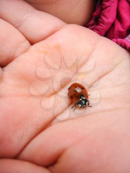 image of a small ladybird on the hand