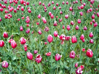 the image of field of beautiful pink tulips