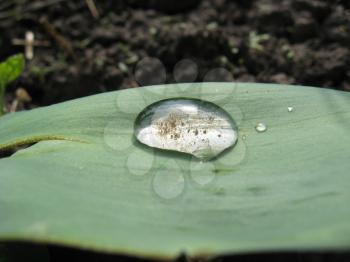 Transparent drop of water on a green leaf of a lily of the valley