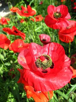 image of the beautiful red flower of the poppy