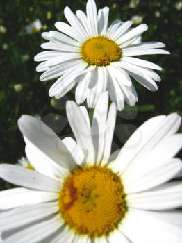 the image of pair beautiful white chamomile