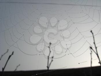 Beautiful web with dew on a background of the grey sky