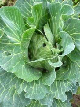image of big head of ripe and green cabbage