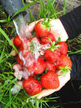 the process of washing of the fresh strawberry