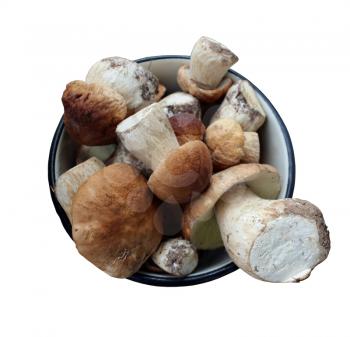many beautiful fresh and different mushrooms isolated in white