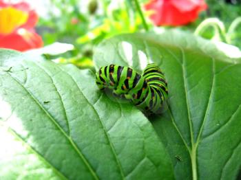image of caterpillar of the butterfly  machaon on the leaf