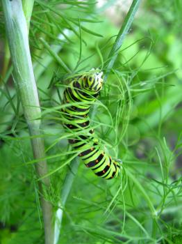 beautiful caterpillar of Papilio machaon sitting on the fennel