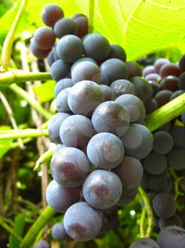 image of big cluster of blue grapes