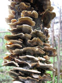 The image of mushrooms on the tree