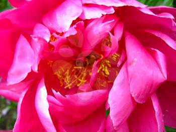 the beautiful pink flower of peony in the garden