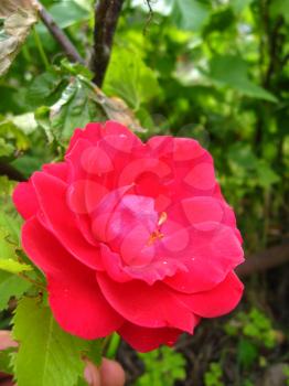 image of beautiful flower of gentle red  rose