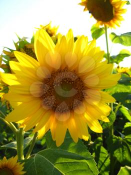 the image of beautiful yellow sunflower in the field