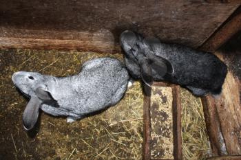 The image of two grey rabbits in cell