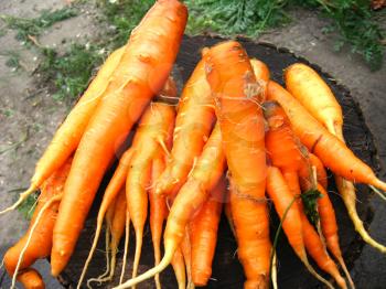 the image of bunch of orange carrots