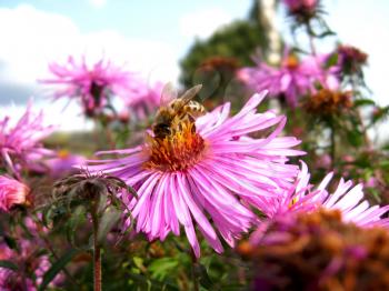 bees sitting on the  aster and collecting the nectar