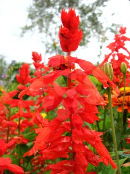image of beautiful fed flowers of salvia on the bed
