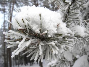 Layer of a snow on the branch of pine